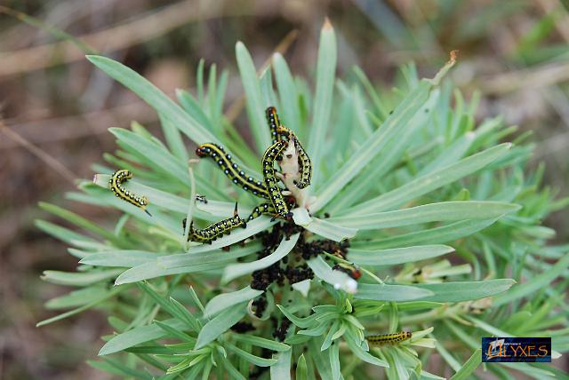 bruchi di sfinge dell'ephorbia.JPG